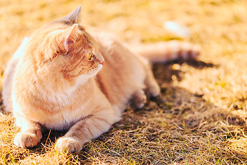 Image showing Red cat sitting on green spring grass