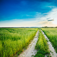Image showing Sunset over rural road in green field 