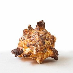 Image showing Seashell. Sea Cockleshell