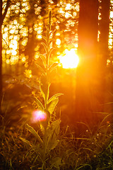 Image showing Sunset In Autumn Forest 