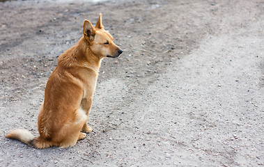 Image showing Red Dog Sitting On The Road