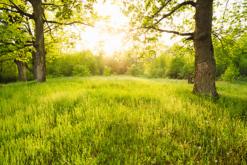 Image showing Summer sunny forest trees