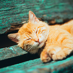 Image showing Red kitten cat sleeps on a bench in park