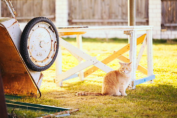 Image showing Red cat sitting on green spring grass