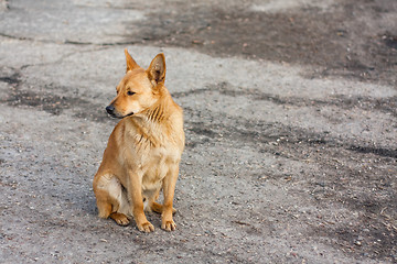 Image showing Red Dog Sitting On The Road