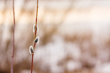 Image showing Spring Pussy Willow's Twigs, Catkins Flowers Branches