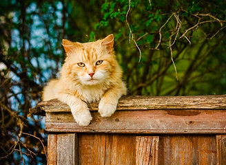 Image showing Red Cat Sitting On The Fence