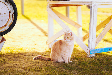 Image showing Red cat sitting on green spring grass