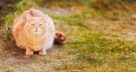 Image showing Red cat sitting on green spring grass