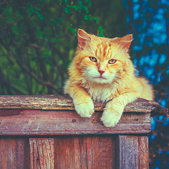 Image showing Red Cat Sitting On The Fence