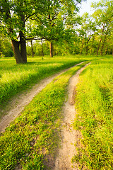 Image showing Road, path, way, lane in summer green forest