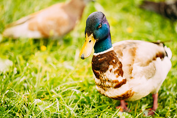 Image showing The duck male Close-Up