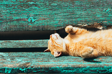 Image showing Red kitten cat sleeps on a bench in park