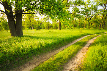 Image showing Road, path, way, lane in summer green forest