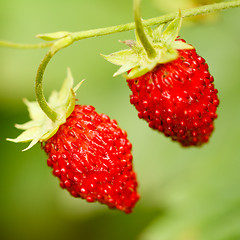 Image showing Strawberry. Strawberries. Growing Organic Berries