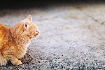 Image showing Red cat sitting on concrete floor