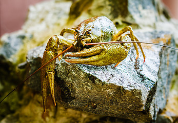 Image showing The crawfish on a stone