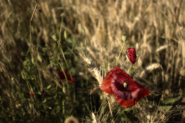 Image showing Red poppies fields on yellow hay