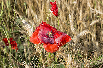 Image showing Red poppies fields on yellow hay