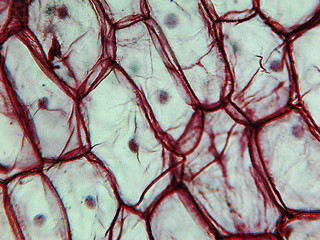 Image showing Onion epidermus micrograph