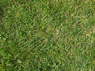 Image showing Meadow grass