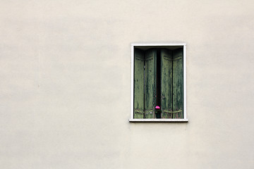 Image showing Flower on the window