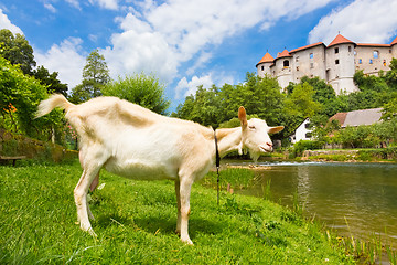 Image showing Zuzemberk Castle, Slovenian tourist destination.