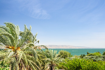 Image showing Date palms on the shore of Lake Kinneret