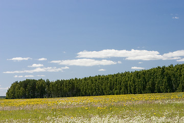 Image showing blue sky, green forest and yellow field