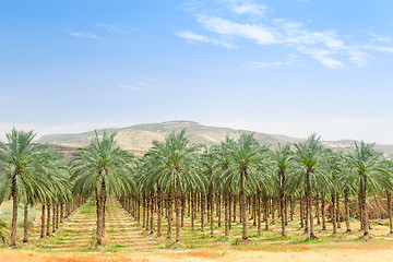 Image showing Date palm orchard plantation oasis in Middle East desert