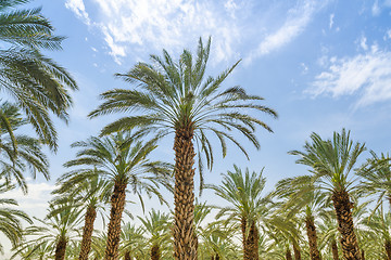 Image showing High figs date palm trees in Middle East orchard