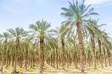 Image showing Date figs palms orchard in Middle East desert