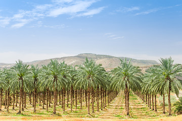 Image showing Date palm trees on orchard plantation in Galilee