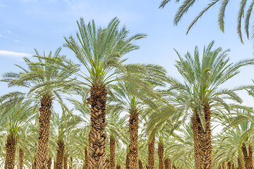 Image showing Lush foliage of figs date palm trees on cultivated oasis