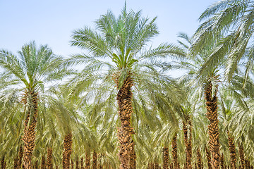 Image showing Date figs palm forest or plantation orchard