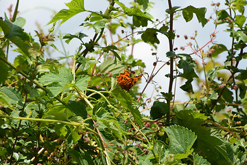 Image showing Comma butterfly in a lush hedgerow