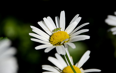 Image showing Common green capsid on a daisy 