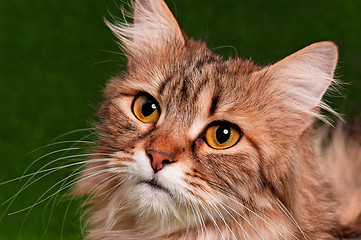 Image showing Cat portrait