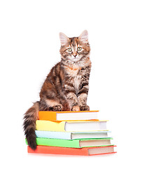 Image showing Kitten with books