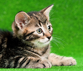 Image showing Cute kitten