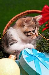 Image showing Cute kitten