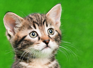 Image showing Cute kitten