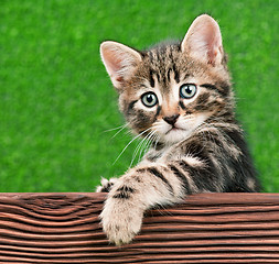 Image showing Cute kitten