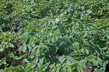 Image showing Flowering bush potatoes in the garden