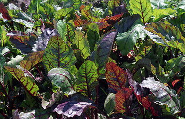 Image showing Beet greens in the garden