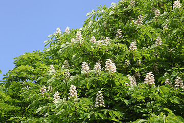 Image showing chestnut tree
