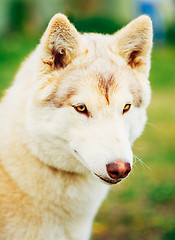 Image showing White Adult Siberian Husky Dog (Sibirsky husky) 