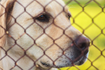 Image showing Yellow Labrador Retriever Behind Fence