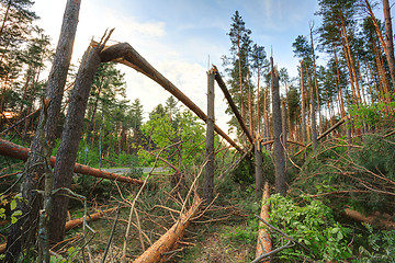 Image showing Windfall in forest. Storm damage.