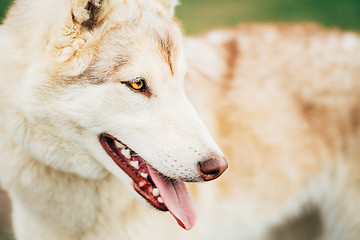 Image showing White Adult Siberian Husky Dog (Sibirsky husky) 